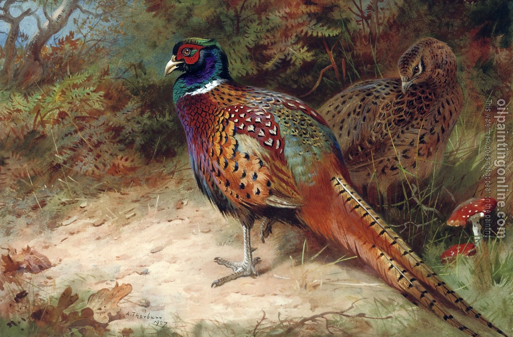 Thorburn, Archibald - Cock and hen pheasant in the undergrowth